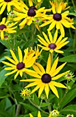 RUDBECKIA SUBTOMENTOSA