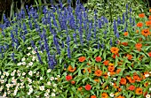 SALVIA AND ZINNIA