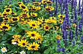 SALVIA FARINACEA EVOLUTION AND RUDBECKIA DENVER DAISY