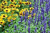 SALVIA FARINACEA EVOLUTION AND RUDBECKIA DENVER DAISY