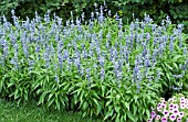 SALVIA FARINACEA FAIRY QUEEN