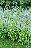 SALVIA FARINACEA FAIRY QUEEN