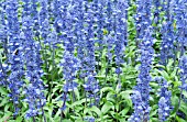 SALVIA FARINACEA SALLYFUN BLUE