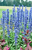 SALVIA FARINACEA SALLYFUN BLUE