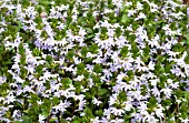 SCAEVOLA AEMULA DIAMOND