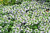 SCAEVOLA AEMULA SURDIVA LIGHT BLUE