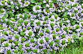 SCAEVOLA AEMULA SURDIVA LIGHT BLUE