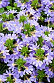 SCAEVOLA FAIRY BLUE EVOLUTION