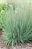 SCHIZACHYRIUM SCOPARIUM BLUE HEAVEN