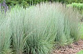 SCHIZACHYRIUM SCOPARIUM PRARIE BLUES