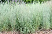 SCHIZACHYRIUM SCOPARIUM PRARIE BLUES