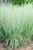 SCHIZACHYRIUM SCOPARIUM PRARIE BLUES