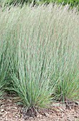 SCHIZACHYRIUM SCOPARIUM THE BLUES