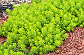 SEDUM ANGELINA