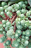 SEDUM FORSTERIANUM SSP. ELEGANS SILVER STONE