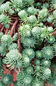 SEDUM FORSTERIANUM SSP. ELEGANS SILVER STONE