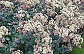 SEDUM TELEPHIUM RUPRECHTII HAB GRAY