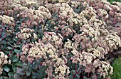 SEDUM TELEPHIUM RUPRECHTII HAB GRAY