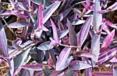 SETCREASEA PURPUREA VARIEGATA