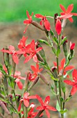 SILENE REGIA