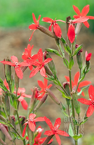 SILENE_REGIA