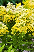 SOLIDAGO HYBRID LITTLE LEMON