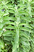 STEVIA REBAUDIANA, SWEET HERB