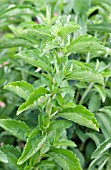 STEVIA REBAUDIANA, SWEET HERB