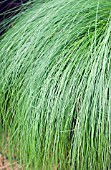 STIPA WIND WHISPER