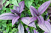 STROBILANTHES DYERIANUS