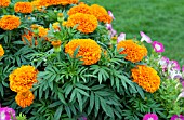 TAGETES ERECTA MOONSONG DEEP ORANGE