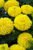 TAGETES ERECTA MOONSTRUCK LEMON YELLOW