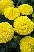 TAGETES ERECTA MOONSTRUCK LEMON YELLOW