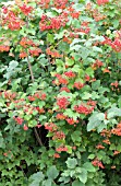 VIBURNUM OPULUS COMPACTUM FRUIT