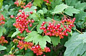 VIBURNUM OPULUS COMPACTUM FRUIT