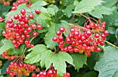 VIBURNUM OPULUS COMPACTUM FRUIT