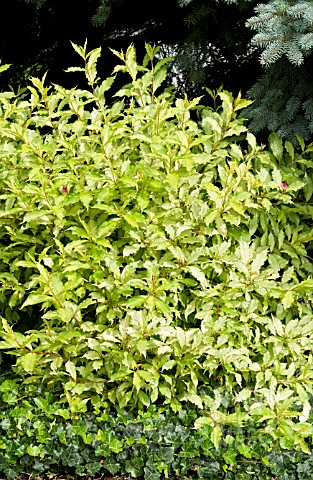 BPE5697- WEIGELA FLORIDA CARLTON GHOSTÂ : Asset Details -Garden World