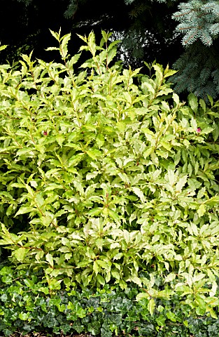 WEIGELA_FLORIDA_CARLTON_GHOST