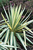 YUCCA FILAMENTOSA COLOR GUARD