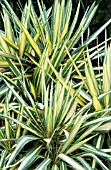 YUCCA FILAMENTOSA COLOR GUARD