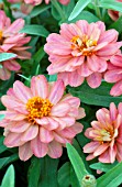 ZINNIA DOUBLE SALMON