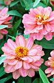 ZINNIA DOUBLE SALMON