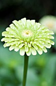 ZINNIA ELEGANS ENVY DOUBLE