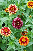 ZINNIA HAAGEANA AZTEC SUNSET