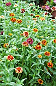 ZINNIA HAAGEANA AZTEC SUNSET