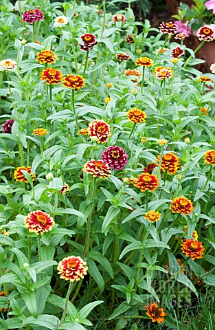 ZINNIA_HAAGEANA_AZTEC_SUNSET