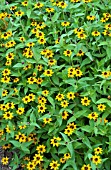 ZINNIA MARITIMA SOLCITO