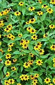 ZINNIA MARITIMA SOLCITO