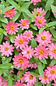 ZINNIA PROFUSION CORAL PINK