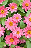 ZINNIA PROFUSION CORAL PINK